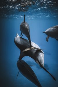 Sina Ritter Freedom | Blue Koi Gallery