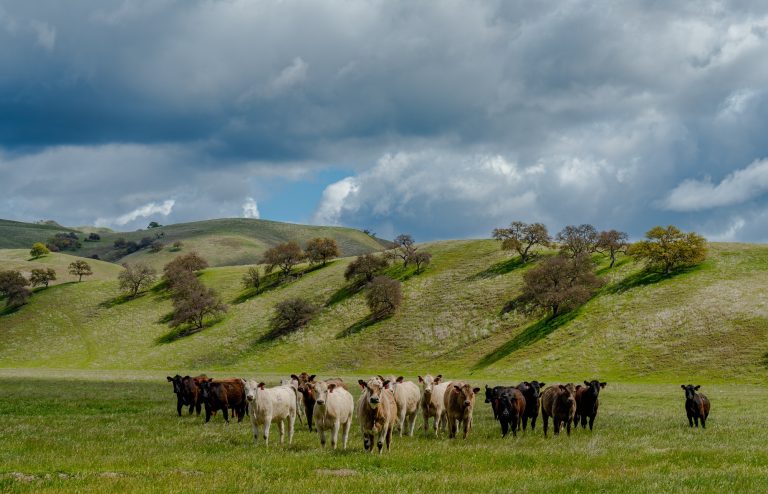 Amanda Westrich - Stewards of the Hills - Photography - https://thephotographerseye77.mypixieset.com/