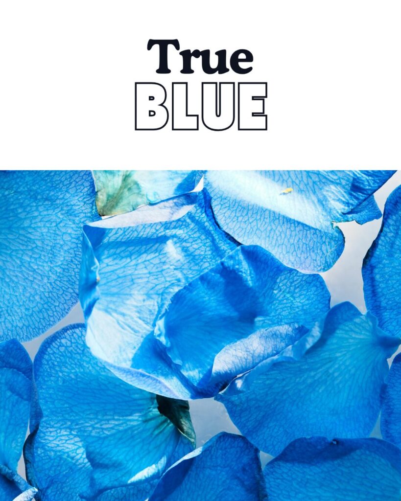 True Blue Online Art Competition | Blue Koi Gallery