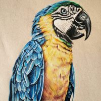 250844861 | Blue Koi Gallery