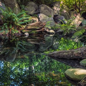 Natures Art Exhibition 21 | Blue Koi Gallery