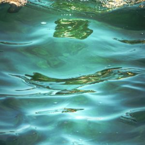 2516832284 | Blue Koi Gallery