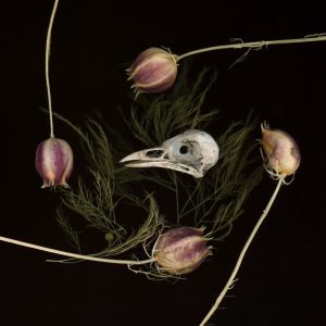 400929037 | Blue Koi Gallery