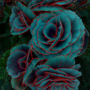 3639889945 | Blue Koi Gallery