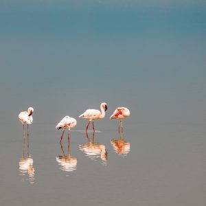 145979814 | Blue Koi Gallery