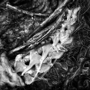 2016496830 | Blue Koi Gallery