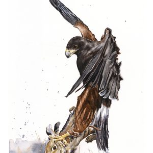 901952317 | Blue Koi Gallery