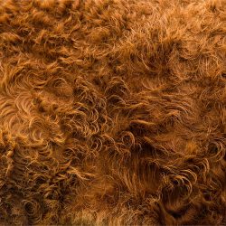 Camarri Lane | Curls | Photography