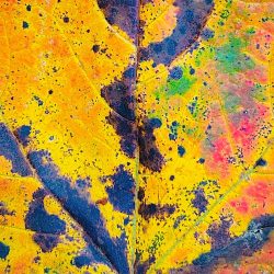 Kalib Bryan | The Art of an Autumn Leaf | Photography
