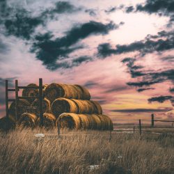 Kylo-Patrick Hart - Bales at Sunrise | Digital Photograph