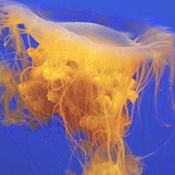 Egg Yolk Jelly - photography - www.vickiphotos.com Vicki Sarris - Egg Yolk Jelly - photography- www.vickiphotos.com