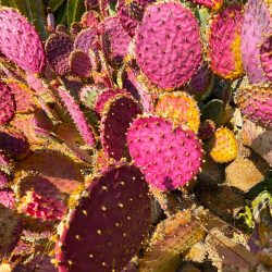 Vicki Sarris - Prickly Sentries - photography- www.vickiphotos.com