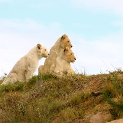 Adam Nebenzahl - Heirs of the Wild - Digital Photography- No Website