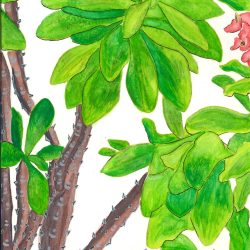 Cara David - Crown of Thorns - Gouache and Pen- CaraDavidArt.com