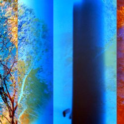 4194113611 | Blue Koi Gallery