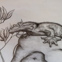 Michaela Wolfe - Gecko - Graphite and ink on paper- No Website