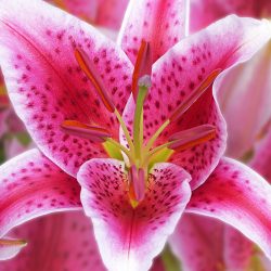 Stargazer Beauty - Photography - No Website Paul J. Collins - Stargazer Beauty - Photography- No Website