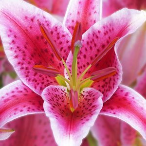 Paul J. Collins - Stargazer Beauty - Photography- No Website
