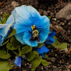 Jake Janovicz - Bee on Blue - Photography- https://www.instagram.com/dzart_photo/
