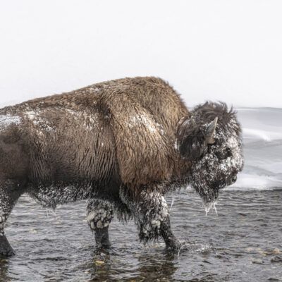 Artist: Debbie McCulliss   Title: Yellowstone Bison in Soda Butte Creek