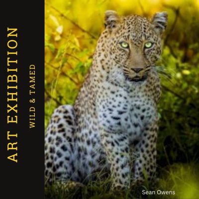 Solo Artist David Degelin 2025 Art Exhibition (8)