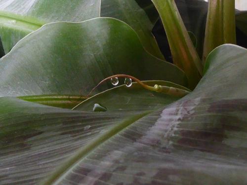 Antonio Diego Molina-Garcia_Drops of life