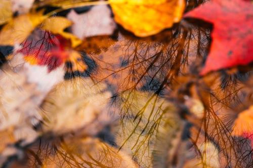 Brett Birdsong - Birdsong