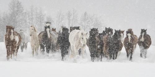 Debbie McCulliss-Wild Horses in Snow