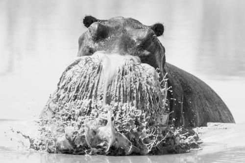 Debbie McCulliss -African Hippo