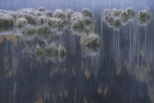 Debbie McCulliss_Frozen Grasses with Aspen Tree Reflections