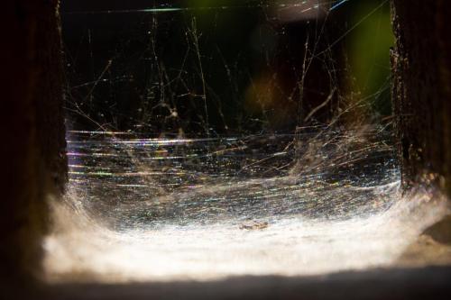 Emily Homsombath - Spider's web