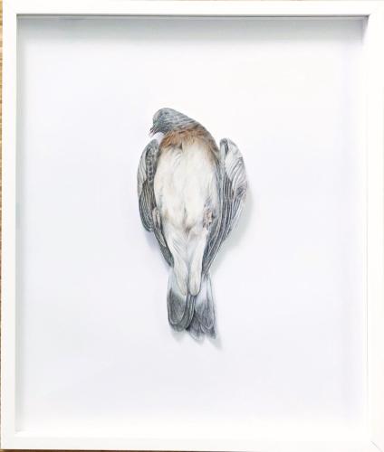 Hannah Winkelbauer From the series finds - untitled _ dove - colored pencil on paper in object frame, 60x50 cm, 2020