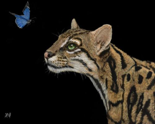 Hassan Qureshi Title- Curiosity