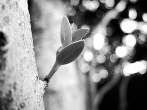 Jeremie Karan - Survive