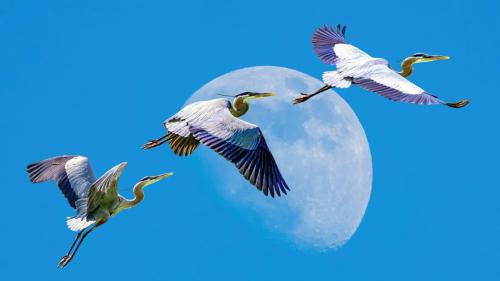 John McGillicuddy - HeronsOverTheMoon