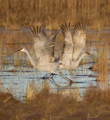 Kris Linner_Symmetry in Motion