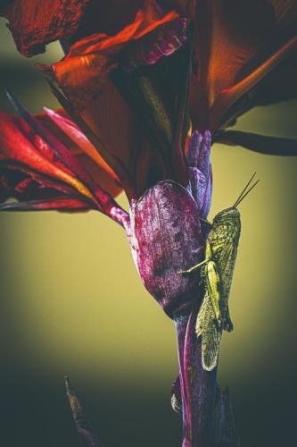 Kylo-Patrick Hart_Cling