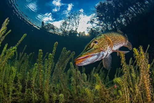 Lorincz Ferenc_Pike hunting