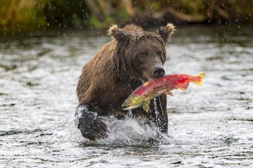 Max Dobens Bear Sushi