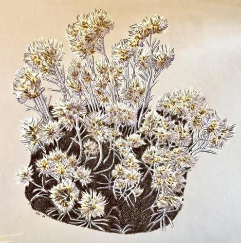 Melanie Sexton_Rubber Rabbitbrush