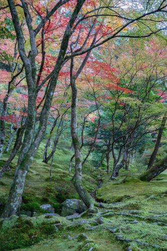 NINA SIDNEVA Title- Kyoto Fall