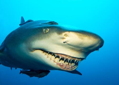 Owen Palmer - Smile for the Camera