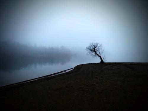Rebecca Wood - Lone Tree