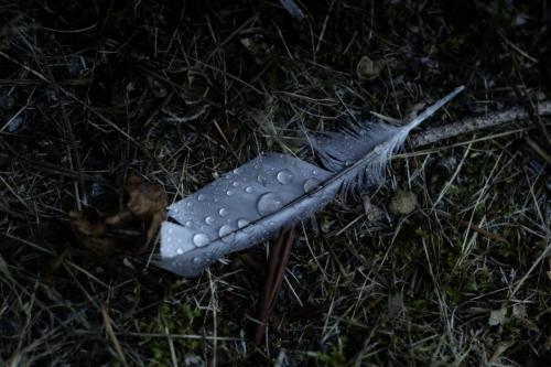 Rose Shepherd Title- Left Behind