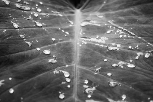 Samantha Trobough_Summer Rain