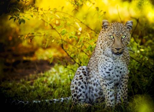 Sean Owens - Magnificent The Leopard - Photography