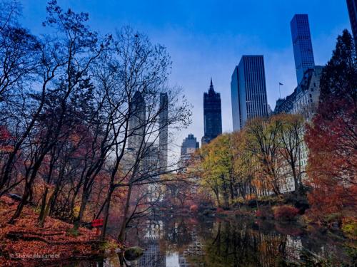 Shane Alexander - Reflecting in Central Park