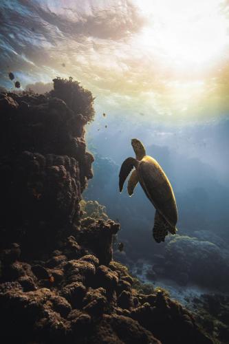 Sina Ritter - Prism Break