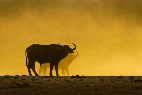 Willem Kruger - Buffalo double