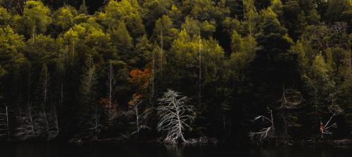Zachary Hoffman Title- The Lone Wolf